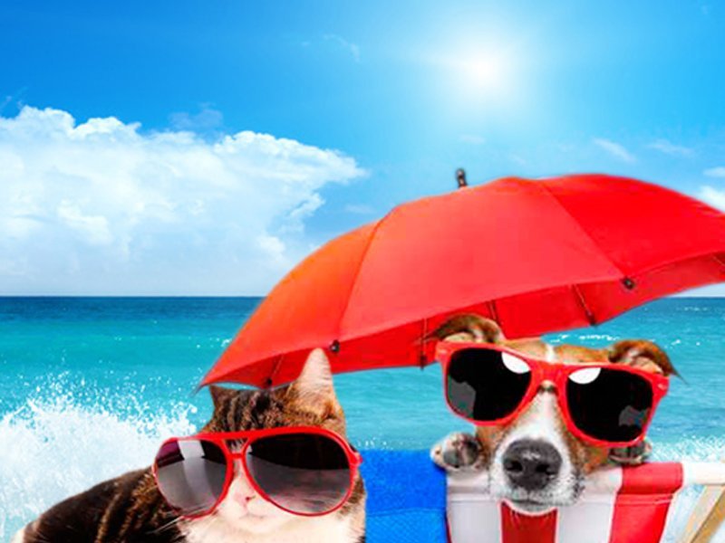 Holidays with your Pet Magic Robin Hood Holiday Park Alfaz del Pi Holidays with your Pet Magic Robin Hood Holiday Park Alfaz del Pi