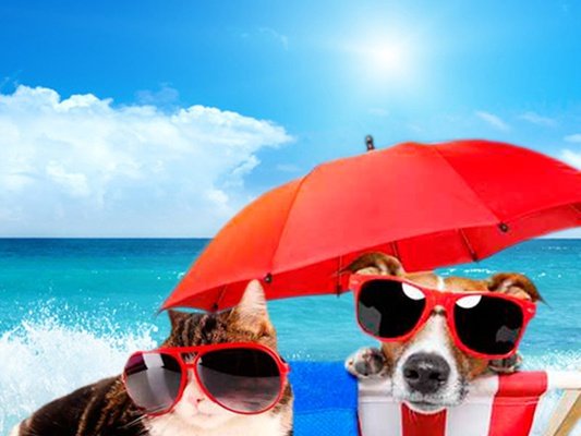 Holidays with your Pet Hotel Magic Robin Hood Alfaz del Pi Holidays with your Pet Hotel Magic Robin Hood Alfaz del Pi