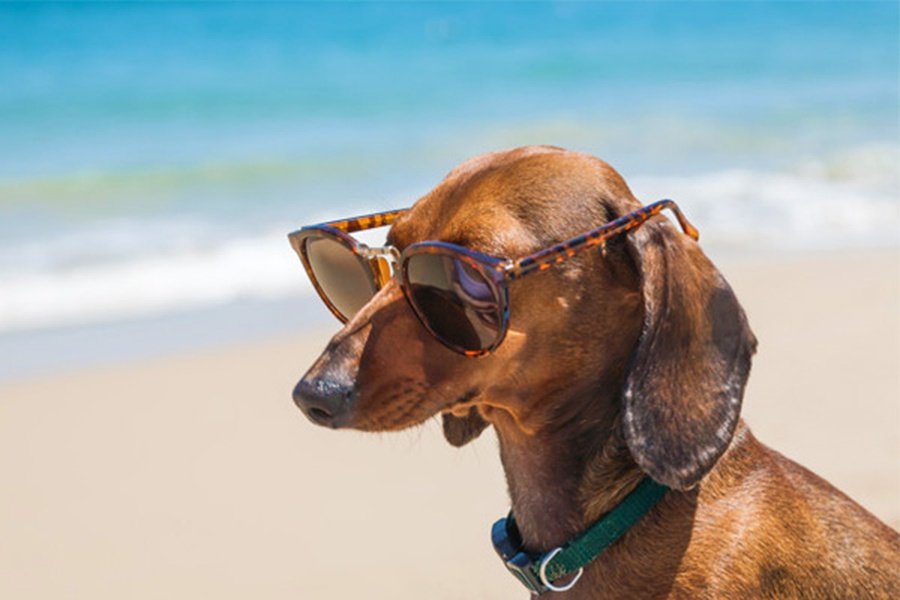 Holidays with your Pet Magic Robin Hood Holiday Park Alfaz del Pi Holidays with your Pet Magic Robin Hood Holiday Park Alfaz del Pi