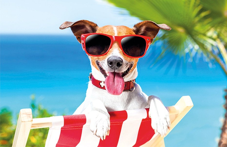 Holidays with your pet. We are Pet Friendly! Magic Robin Hood Holiday Park Alfaz del Pi